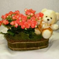 Begônias e Urso